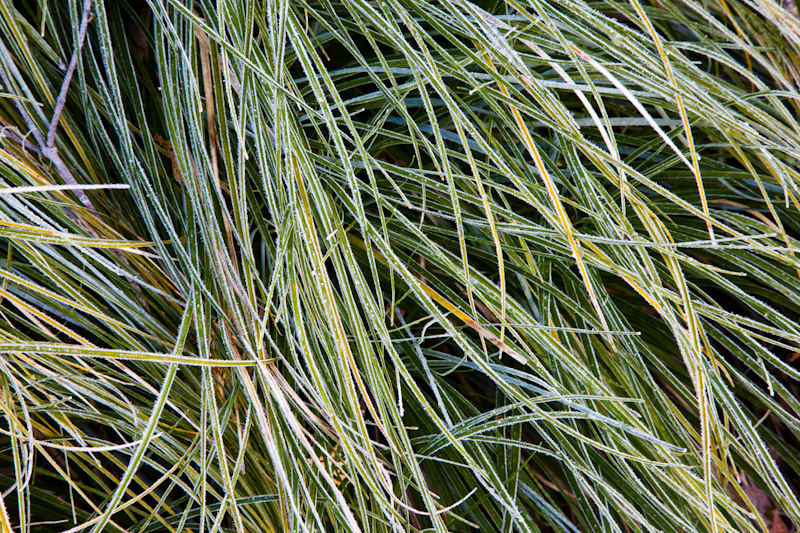 Frost On Leaves